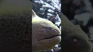 Giant moray eels.    #morayeels #giantmorayeel#egypt #marsaalam #snorkeling #shorts #underwater #sea