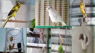 My 2024 Canary Birds Collection |Jibran Canaries Setup Parachinar |Singing Canary Birds |PB |JFB