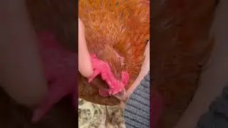 The jiggly comb of a chicken