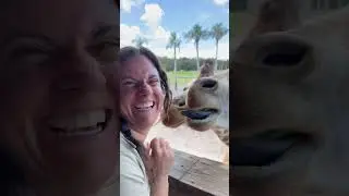 Cute Giraffe Gets Scratches!  😍🦒