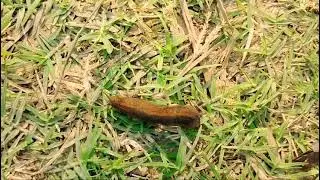 #InsectWorld#InsectPhotography#BugLife#InsectLovers#MacroInsects#NatureLovers#Wildlif#CreepyCrawlies