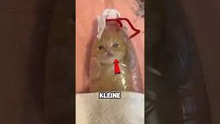 Winziges K&auml;tzchen wird dank Flasche gerettet 🥺❤
