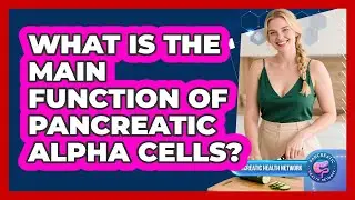 What Is The Main Function Of Pancreatic Alpha Cells? - Pancreatic Health Network