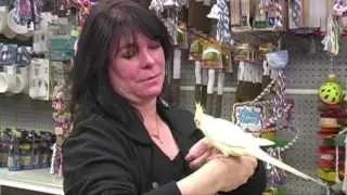 First Flight Exotic Birds: Bird Care Tips