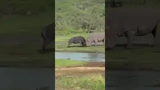Although the African buffalo is very strong, it is still too weak in front of the rhino #animals
