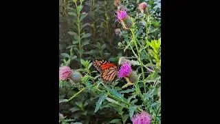 A Beautiful Male Monarch Butterfly in my Monarch Waystation. #monarch #flowers  #youtube #garden