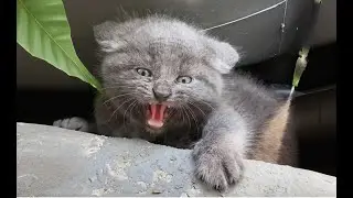 Woman Finds Spicy Kitten Under Trash Can (Incredible Transformation)