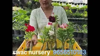 SWAC Nursery Is starting to sell plants online