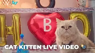 Royal Kitten Family ( Royal Pet Shop) Lucknow  is live