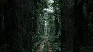 Satellite Images Reveal Pattern Beneath Dense Jungle Canopy