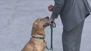 Lawmakers propose new bill to end dog border crossing rules