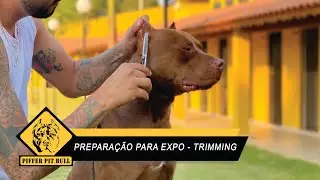 Preparando um Pit Bull para exposição 
