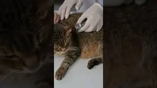CAT OWNERS WARNING