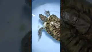 Turtle eating Delicious Grapes! 🍇