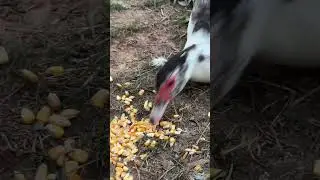 Nesty lays eggs!!