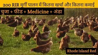 How much does it cost to raise 200 RIR chickens and how much does it earn? Rhode Island Red @Farm...