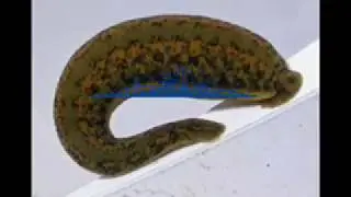 6 Benefits of Leech Oil For Health