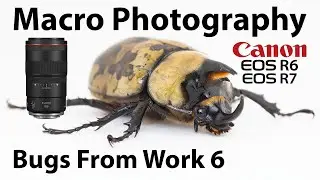 Macro Photography of 