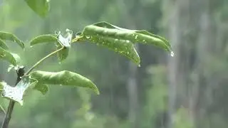 Rain, Chuva, Lluvia