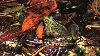 Leopard Frogs Calling