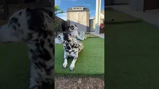 👋hello 🥰 Live  outside chat 🐾Dalmatian & Boston Terrier dogs 