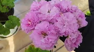 #802. По немногу цветём