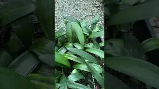 Clivia Seedlings: How to Spot Rare Tiger Variegation Like a Pro! 🌱🔥