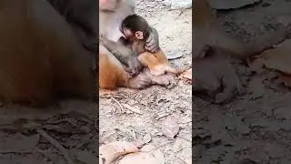 baby monkey is very hungry feeding milk#monkey #shorts