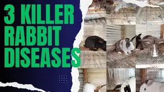 The 3 Killer Rabbit Diseases|Rabbit Farming