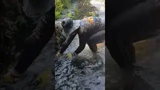 Look! We catch Tilapia so  easy! #fishing #catchingfish