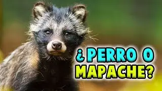 TANUKI: El PERRO que se cree MAPACHE 🦝