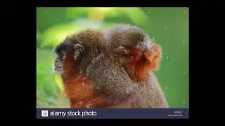 [Wikipedia] Coppery titi