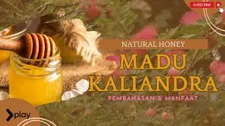Madu KALIANDRA Asli & Murni | Manfaat Madu Bunga Kaliandra Bagi Kesehatan Tubuh