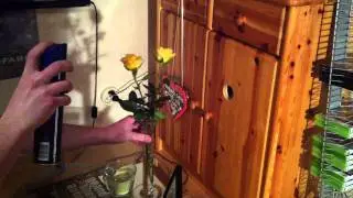 Rosen haltbar machen mit Haarspray (Blumen haltbar machen) - so geht's