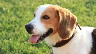 How To Train a Beagle - The Right Way!