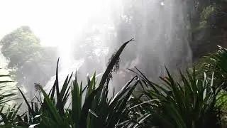 Rainbow Falls, Springbrook