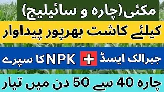 How to get better yield of Maize Fodder or Silage | Gibberellic Acid plus NPK spray on Maize Fodder