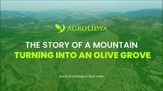 The Story of a Mountain Turning into an Olive Grove #olivefarmland #olivegroves #oliveinvestment