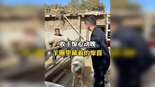 一场惊心动魄的收玉经历，羊圈里藏好东西！