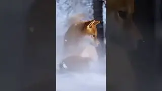 ❄️😱🐶 