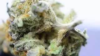 Got kush Mad Cap Weed Strain  BC weed