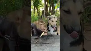 🐵🍦🐶🤣🤣#satwalucu #funny #comedyvideo #animals #prindavan #comedy #pets #comedyshorts #monkey #dog