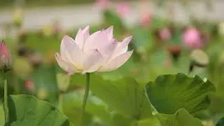 4 Minute Meditation Music Video | Mind Relaxing music | Stress Relief music