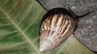 The Magic of Rain: A Snail's Perspective