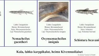 Kala, lahko karppikalat, heimo Kivennuoliaiset fish savona insignis Triplophysa Nemacheilus Light
