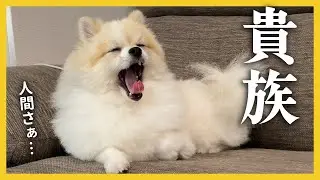 【ちくわの日常】貴族（ポメラニアン）の生活をご覧ください…