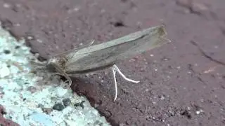 Crambid Moth (Crambidae: Fissicrambus) on Wall