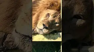 Sleepy Simba Lion - Those Eyes!!