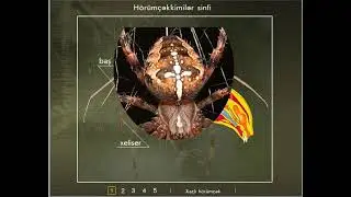 13  buğumayaqlılar tipi  xərçəng, hörümçək, gənə, əqrəb, böv,