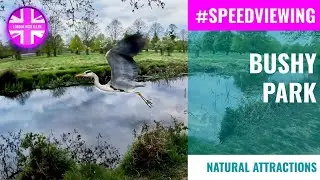 #SpeedViewing 🌳 Natural attractions in the UK 🌳 BUSHY PARK 🐇 🌳 🦌